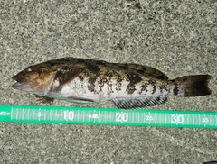 アイナメの釣果
