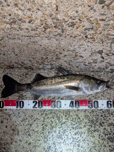 セイゴ（マルスズキ）の釣果
