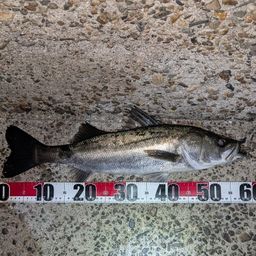 セイゴ（マルスズキ）