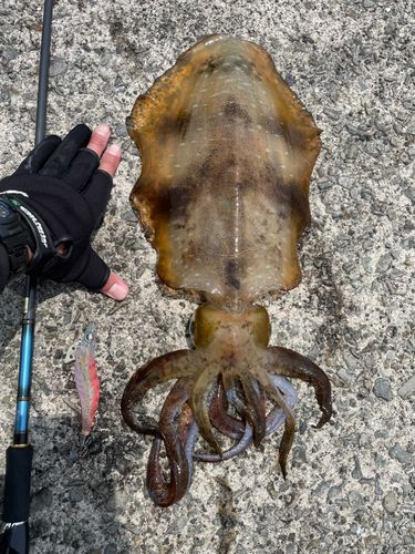 アオリイカの釣果