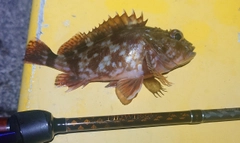 カサゴの釣果
