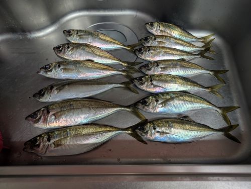 アジの釣果