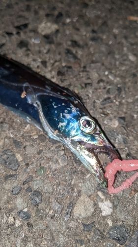 タチウオの釣果