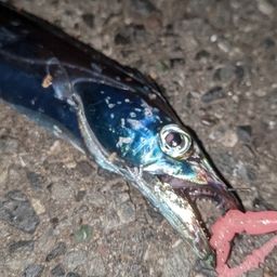 タチウオ