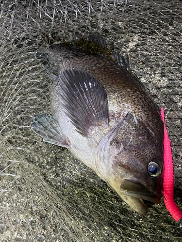 マゾイの釣果