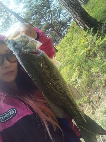 ブラックバスの釣果