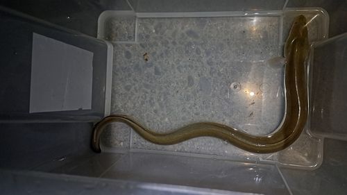 ニホンウナギの釣果