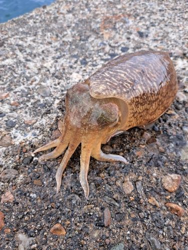 コウイカの釣果