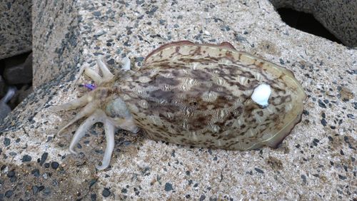 モンゴウイカ