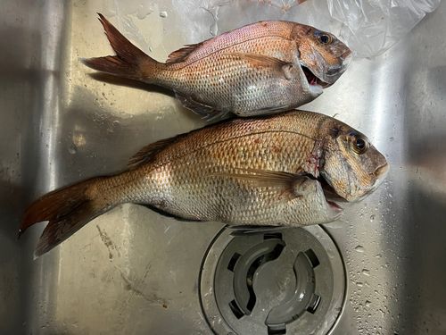 マダイの釣果
