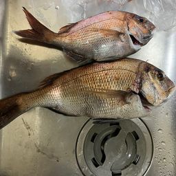 マダイ