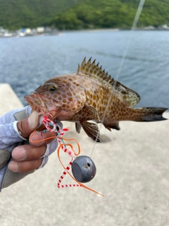 オオモンハタの釣果