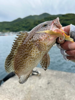 オオモンハタの釣果