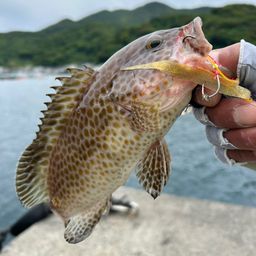オオモンハタ