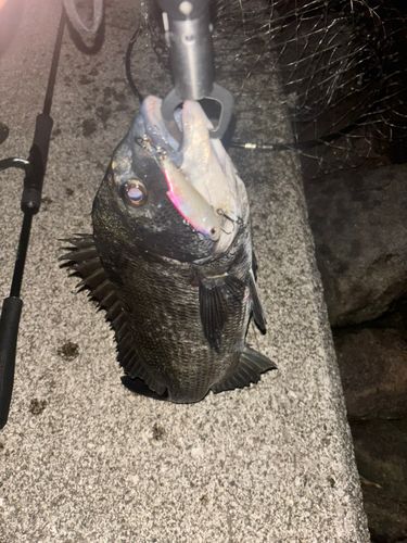 クロダイの釣果