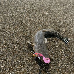 マゴチ