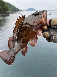 ガシラの釣果