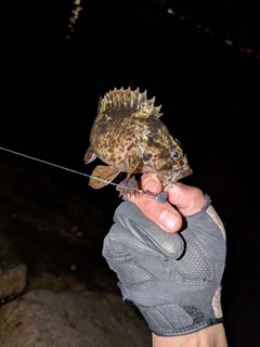 ムラソイの釣果
