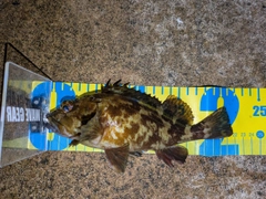 カサゴの釣果