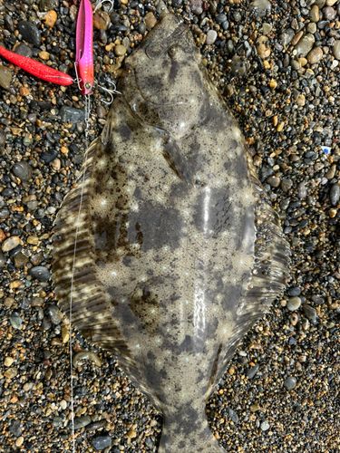 ヒラメの釣果