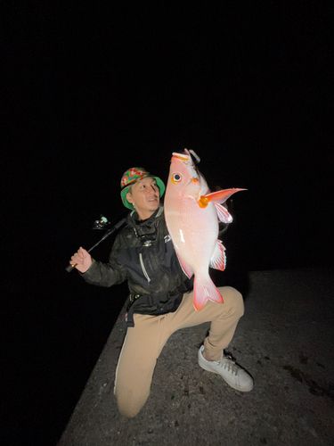 ヒメフエダイの釣果