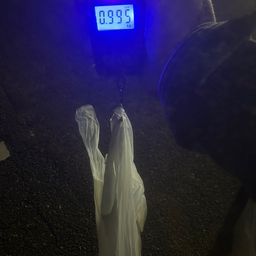 アオリイカ