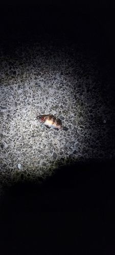 クロメバルの釣果