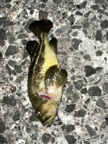 シマゾイの釣果