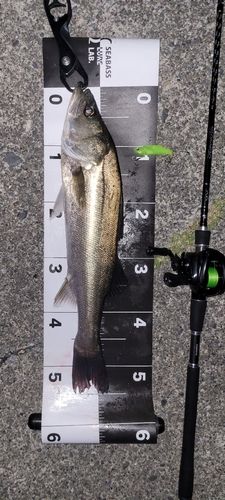 シーバスの釣果