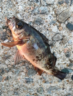 メバルの釣果