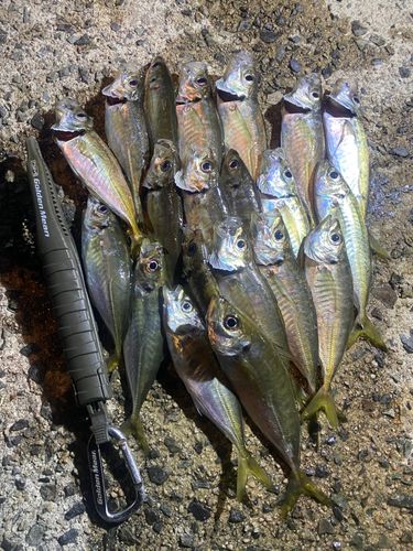 アジの釣果