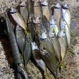 アジ