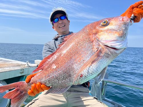 マダイの釣果