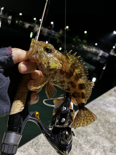 アラカブの釣果