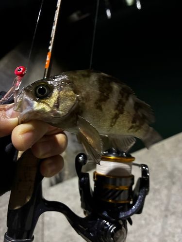 メバルの釣果