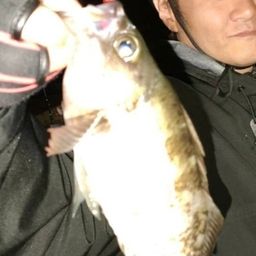 メバル