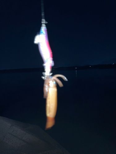 ササイカの釣果