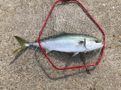 ブリの釣果