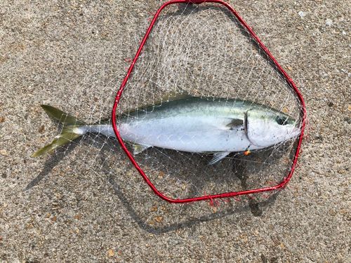 ブリの釣果