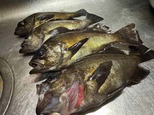メバルの釣果