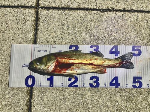 シーバスの釣果