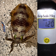 アオリイカの釣果