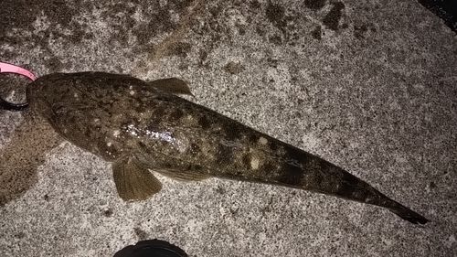 マゴチの釣果