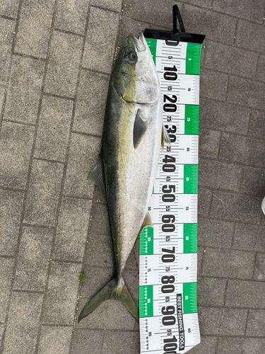ブリの釣果