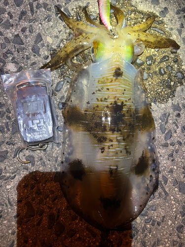 アオリイカの釣果