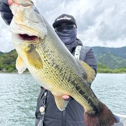 ブラックバス