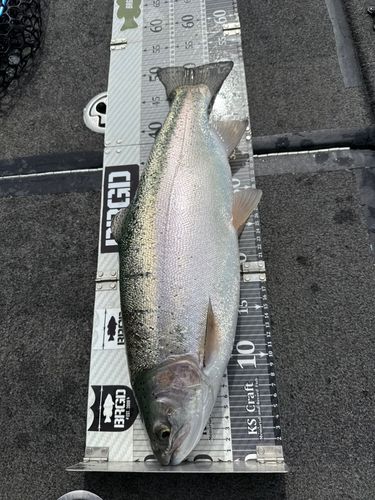 レインボートラウト