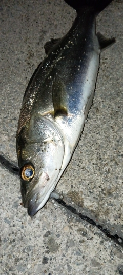 フッコ（マルスズキ）の釣果