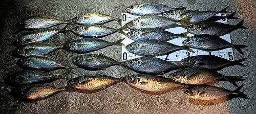 マアジの釣果
