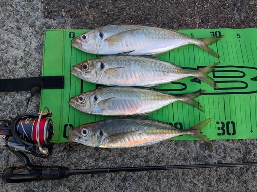 アジの釣果